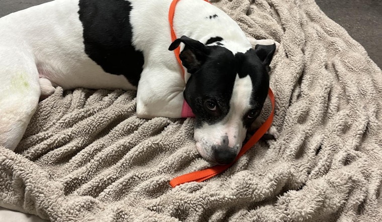Heroic Pit Bull Flung from Balcony in St. Petersburg After Shielding Teen from Alleged Predator