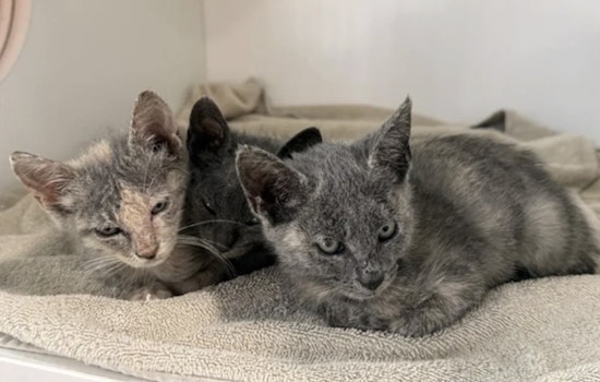 Hillsborough County Shelter in Urgent Plea for Cat Adoptions Amid Record Overcrowding