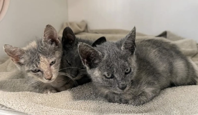 Hillsborough County Shelter in Urgent Plea for Cat Adoptions Amid Record Overcrowding