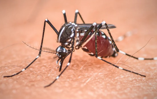 Hillsborough County Warns of Elevated Mosquito-Borne Illness Risk and Advises Prevention Measures