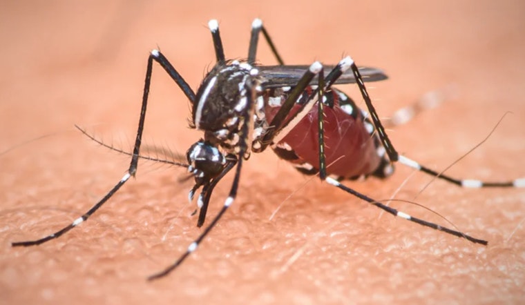 Hillsborough County Warns of Elevated Mosquito-Borne Illness Risk and Advises Prevention Measures