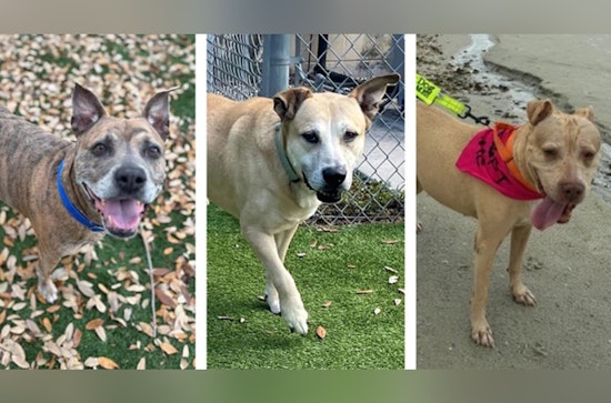 Hillsborough County's Pet Resource Center Advocates for Adoption of Senior Dogs and Cats