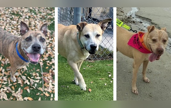 Hillsborough County's Pet Resource Center Advocates for Adoption of Senior Dogs and Cats