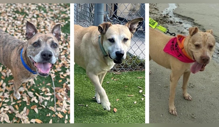 Hillsborough County's Pet Resource Center Advocates for Adoption of Senior Dogs and Cats