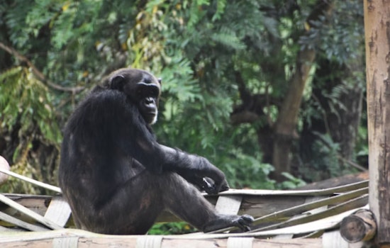 Houston Zoo Mourns the Loss of Beloved 53-Year-Old Chimpanzee Charlie
