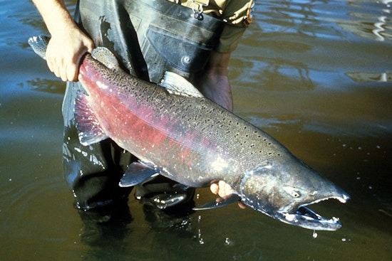 How Sacramento Valley Rice Floods Are Fattening Tiny Salmon