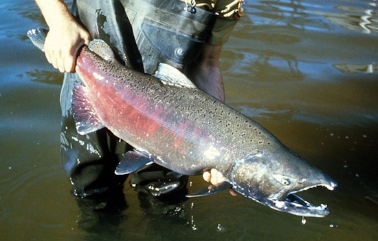 How Sacramento Valley Rice Floods Are Fattening Tiny Salmon