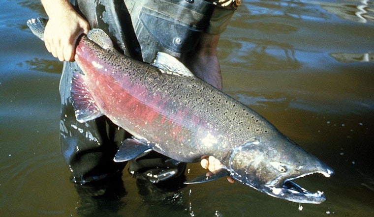 How Sacramento Valley Rice Floods Are Fattening Tiny Salmon