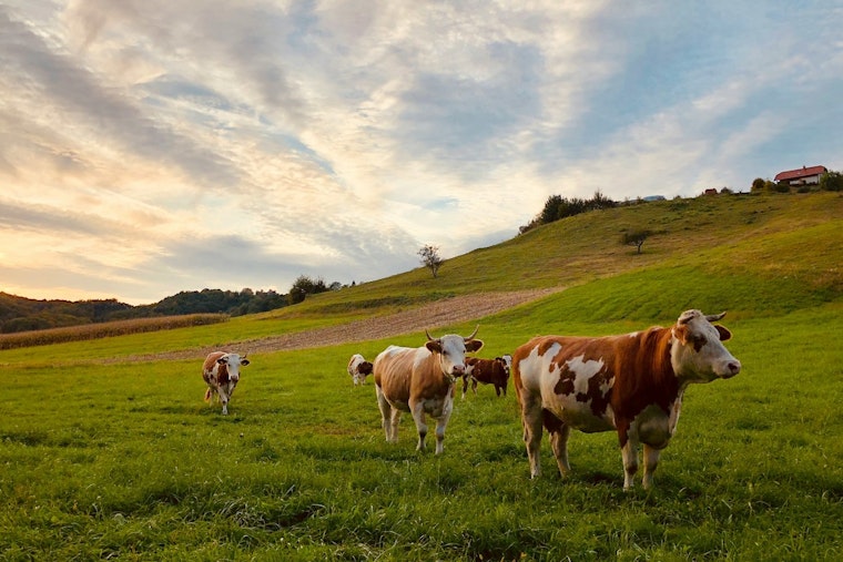 Illinois Dairy Supply Safe from H5N1 as State Agencies Implement Rigorous Prevention Measures