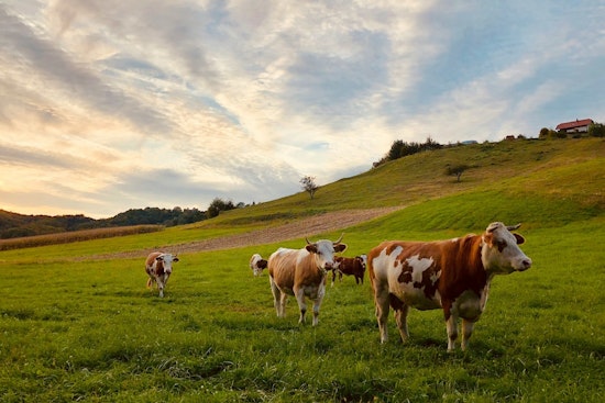 Illinois Dairy Supply Safe from H5N1 as State Agencies Implement Rigorous Prevention Measures