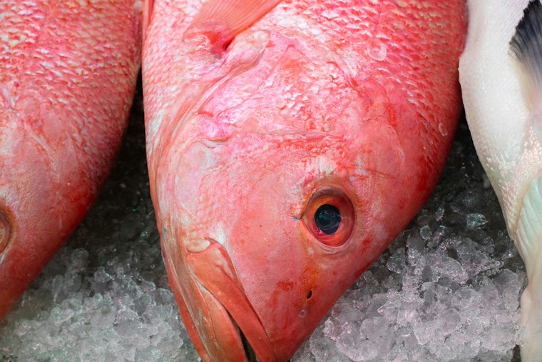 Impending Closure of Red Snapper Season Looms in Louisiana as Quota Nears Limit