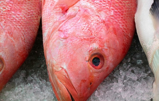 Impending Closure of Red Snapper Season Looms in Louisiana as Quota Nears Limit
