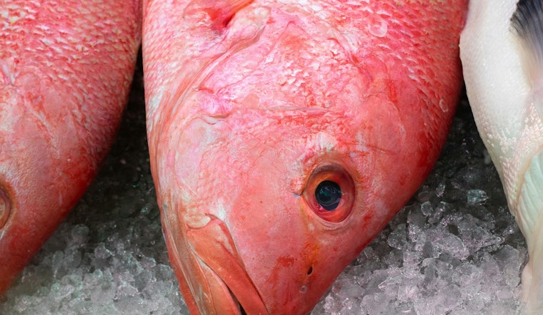 Impending Closure of Red Snapper Season Looms in Louisiana as Quota Nears Limit