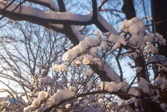 Indianapolis on Frost Alert: NWS Issues Advisory and Warning for Looming Cold Snap