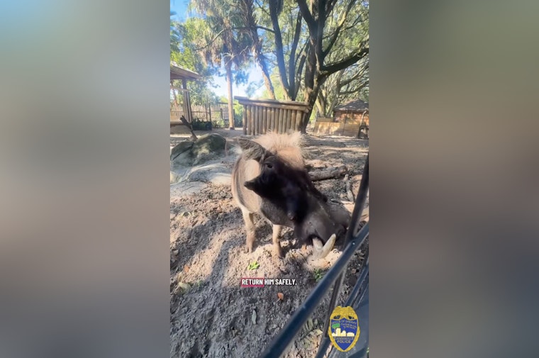 Jacksonville Zoo's Once-Missing Warthog Mateo Fathers Litter After Dramatic Rescue by Local Officer