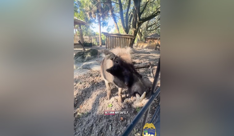 Jacksonville Zoo's Once-Missing Warthog Mateo Fathers Litter After Dramatic Rescue by Local Officer