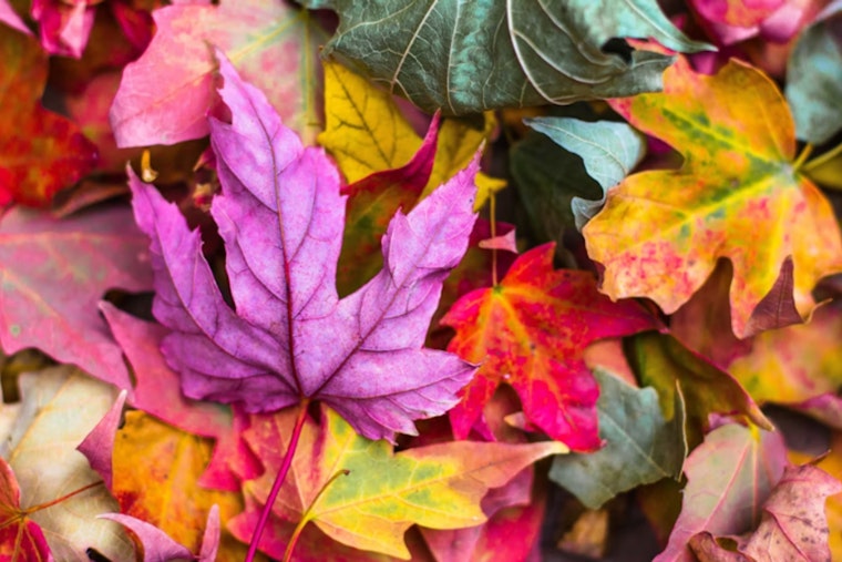 Janesville Encourages Eco-Friendly Leaf Disposal, "Leave the Leaves" for a Greener Tomorrow