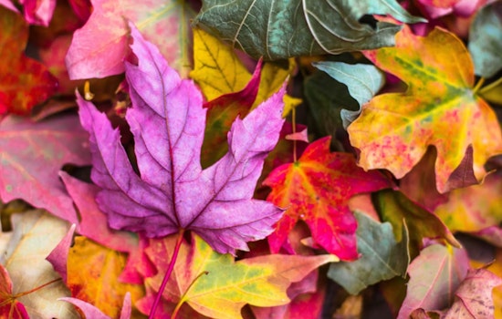 Janesville Encourages Eco-Friendly Leaf Disposal, "Leave the Leaves" for a Greener Tomorrow