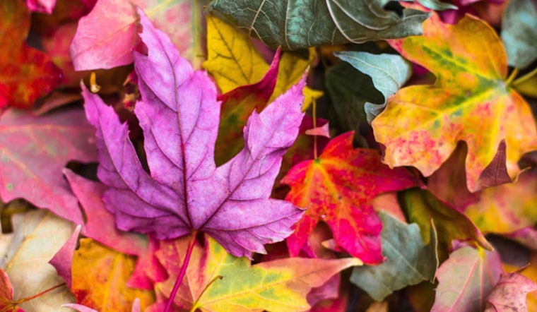 Janesville Encourages Eco-Friendly Leaf Disposal, "Leave the Leaves" for a Greener Tomorrow