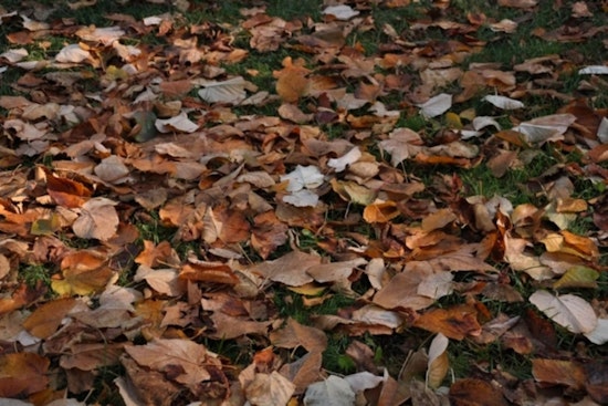Janesville Rolls Out Leaf Collection Schedule with Changes Residents Urged to Prepare for Pick Up