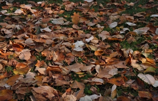 Janesville Rolls Out Leaf Collection Schedule with Changes Residents Urged to Prepare for Pick Up