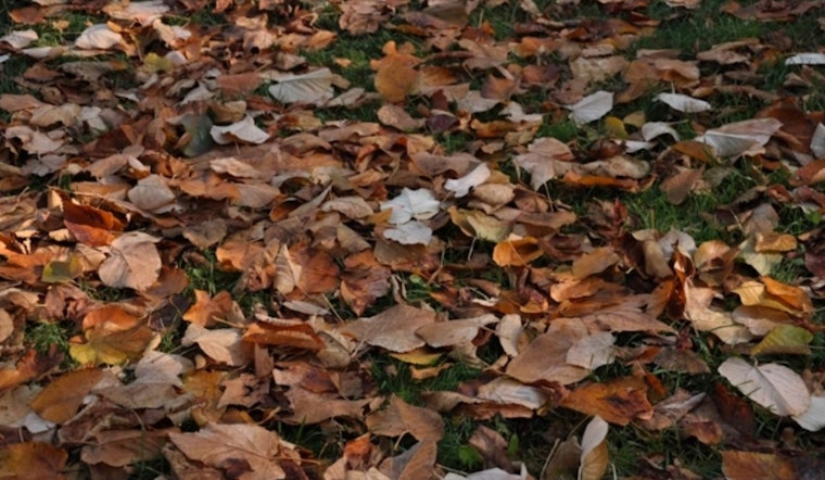 Janesville Rolls Out Leaf Collection Schedule with Changes Residents Urged to Prepare for Pick Up