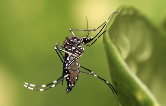 Jefferson Parish to Conduct Aerial Mosquito Spraying Over Kenner, Crown Point, Lafitte, and Barataria Tonight