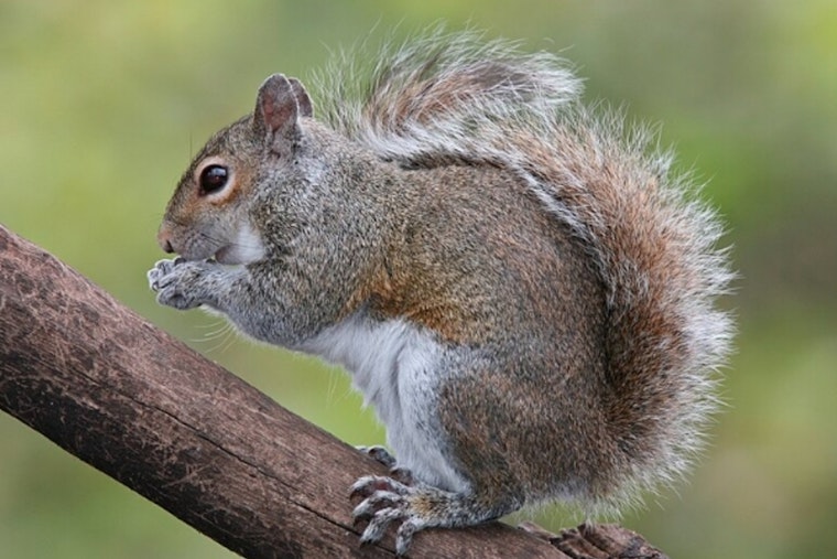 Jonesville Hunter Cited for Exceeding Squirrel Bag Limit in Catahoula Parish, Faces Fines and Possible Jail Time