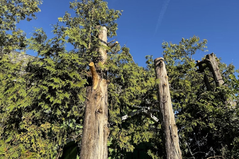 Kamalani Playground at Lydgate Park Closed on Oct. 14 for Tree Trimming Maintenance