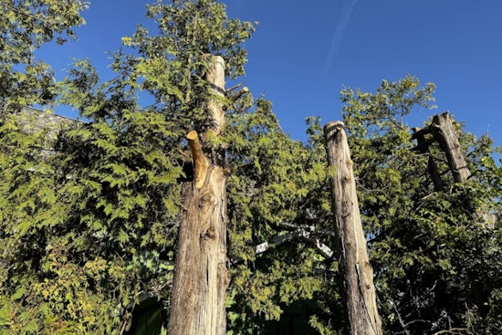 Kamalani Playground at Lydgate Park Closed on Oct. 14 for Tree Trimming Maintenance