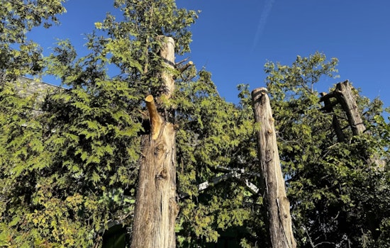 Kamalani Playground at Lydgate Park Closed on Oct. 14 for Tree Trimming Maintenance