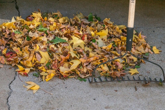 Kannapolis Announces Loose Leaf Collection Starting November 3, Residents Urged to Prepare