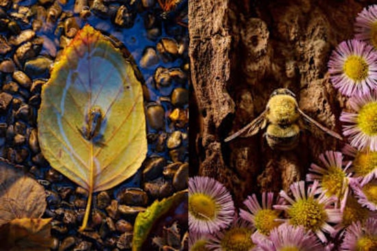 "Kleinfunde" Exhibit at Hueston Woods Celebrates Ohio's Smallest Wildlife Through Photographer Mitch Wiebell's Lens