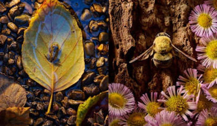 "Kleinfunde" Exhibit at Hueston Woods Celebrates Ohio's Smallest Wildlife Through Photographer Mitch Wiebell's Lens