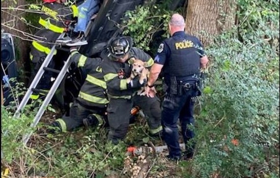 La Vergne Emergency Crews Rescue Driver and Dogs from Single-Vehicle Crash on Blair Road