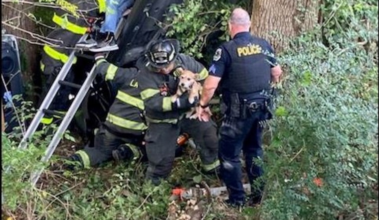 La Vergne Emergency Crews Rescue Driver and Dogs from Single-Vehicle Crash on Blair Road