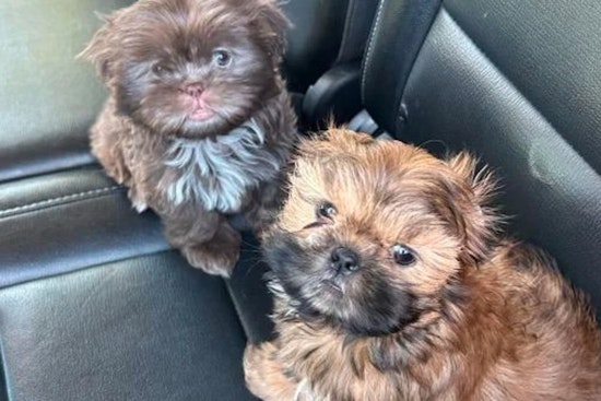 Las Vegas Cracks Down on Illegal Dog Breeding with Fifteen Puppies Rescued and Thirty Seven People Cited in Operation Pawsitive Change