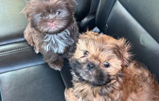 Las Vegas Cracks Down on Illegal Dog Breeding with Fifteen Puppies Rescued and Thirty Seven People Cited in Operation Pawsitive Change