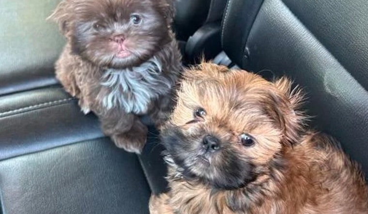 Las Vegas Cracks Down on Illegal Dog Breeding with Fifteen Puppies Rescued and Thirty Seven People Cited in Operation Pawsitive Change