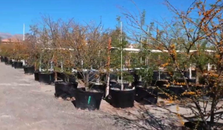 Las Vegas Invites Residents to Shape Urban Forest Future and Combat Heat with Tree Canopy Expansion Plan