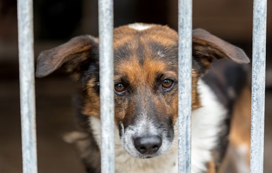 Las Vegas Officials to Consider Ordinance Limiting Pet Store Sales Amid "Puppy Mill Pipeline" Concerns