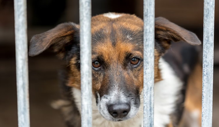 Las Vegas Officials to Consider Ordinance Limiting Pet Store Sales Amid "Puppy Mill Pipeline" Concerns