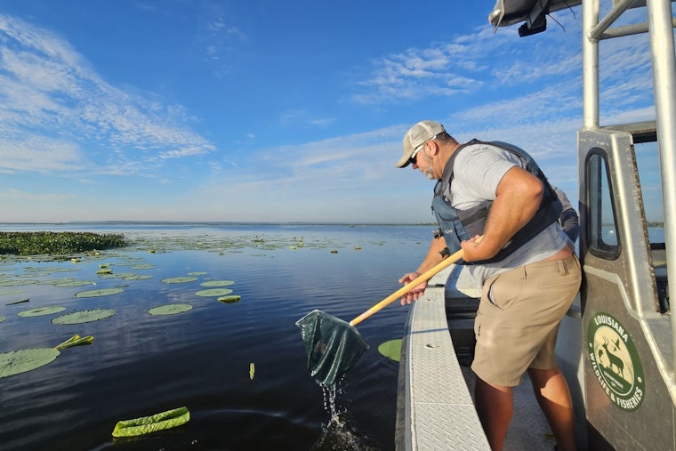 LDWF and RAU Stock Lake Boeuf with 32,000 Florida Bass in Collaborative Restoration Effort