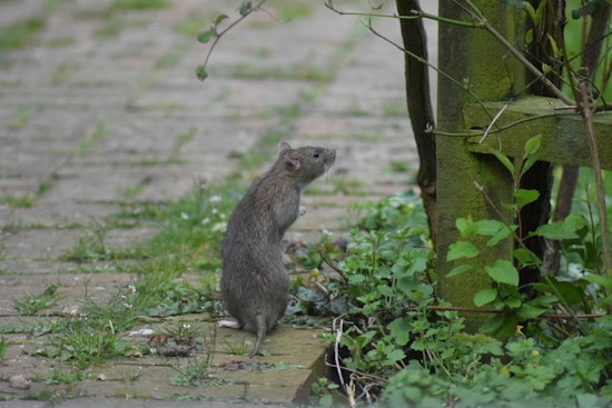 Los Angeles Snatches Title of America's 'Rattiest City' from Chicago, Orkin Study Reveals