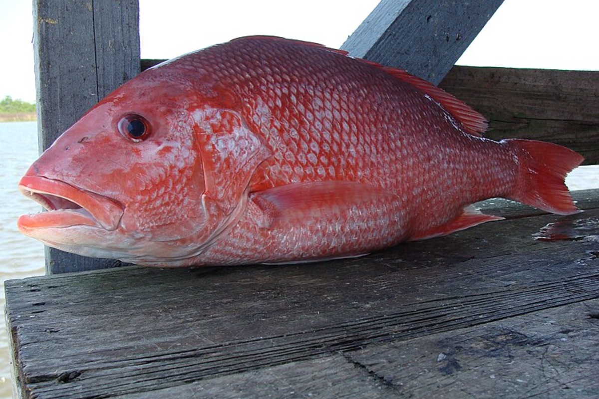 Louisiana Red Snapper Season Nears Closure as LDWF Warns Fishermen