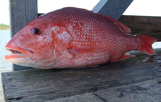 Louisiana Red Snapper Season Nears Closure as LDWF Warns Fishermen Quota Reaches 95 Percent