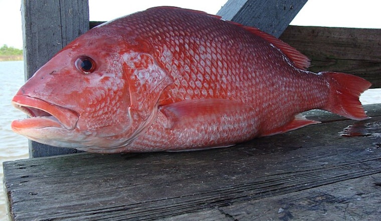 Louisiana Red Snapper Season Nears Closure as LDWF Warns Fishermen Quota Reaches 95 Percent