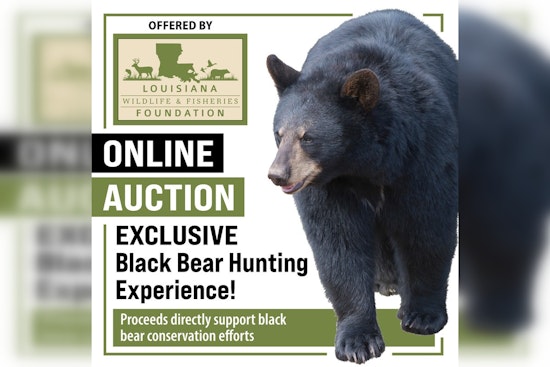 Louisiana Wildlife Foundation Launches Exclusive Black Bear Hunt Auction to Fund Conservation Research