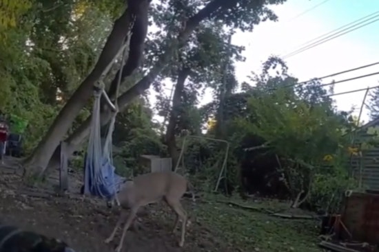 Macomb County Deputies Turn Rescuers, Free Young Deer Trapped in Hammock in Harrison Township