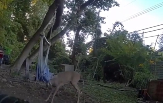 Macomb County Deputies Turn Rescuers, Free Young Deer Trapped in Hammock in Harrison Township